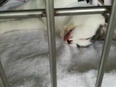 -美美宠物诊疗中心·异宠·骨科(滨江东信分院)