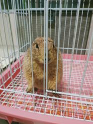 -Moni星球萌宠·小马宝莉·灵蛇·高端高阶全萌宠互动体验俱乐部(红豆国际广场店)