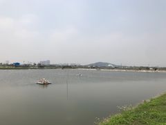 -海鸥岛