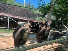 -西霞口神雕山野生动物世界
