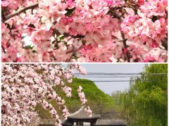 -海棠花溪(元大都城垣遗址公园)