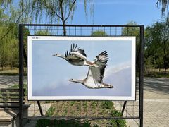 -野鸭湖国家湿地公园