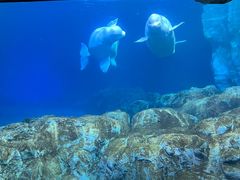 -珠海长隆海洋王国