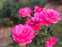 -人民公园(罗湖区)