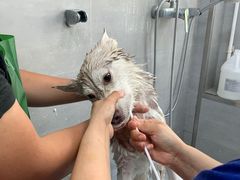 -宠福鑫康馨动物医院·骨科·眼科