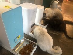 -喵屿·大理花园猫咖