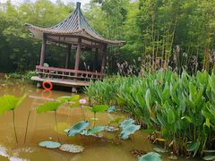 -大屏嶂森林公园