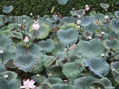 -荔湾湖公园
