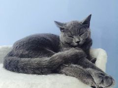 -喵的天空名猫咖啡馆·撸猫·猫舍·用品