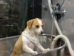 -PETKIT小佩宠物(昭化店)