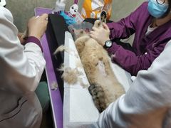 -宠爱国际动物医院·消化内科·心肾内科·ISFM猫友好(望京店)