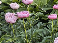 -黑龙江省森林植物园