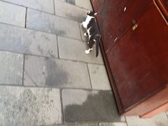 -咬不得高祖生煎·简餐(高银街店)