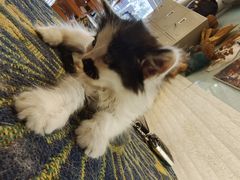 -平行世界·猫咖(首经贸店)