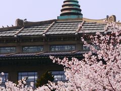-武汉大学-樱园