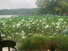 -湖畔居茶楼(湖滨店)