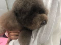 -宠福鑫康馨动物医院·骨科·眼科