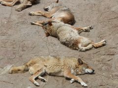 -西霞口神雕山野生动物世界