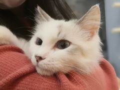 -BABIT巴比特宠物(MOMOPARK店)