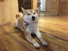 -柴务处·柴犬主题狗咖