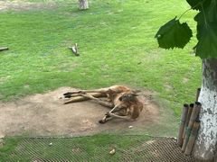 -西霞口神雕山野生动物世界