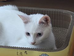 -瑞派名望志远动物医院·猫科·內科·异宠专科(直港大道店)