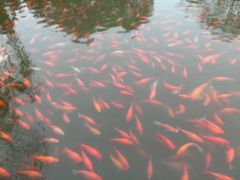 -西湖外事游船(花港观鱼码头)