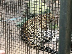 -清迈夜间动物园