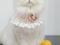 -1013 PET SHOP 宠物商店(近铁城市广场店)