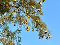 -广富林郊野公园