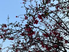 -重庆中央公园(渝北区)