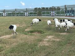 -盐城丹顶鹤湿地生态旅游区