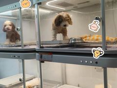 -翊宠yipet猫狗购宠庄园犬舍•猫舍