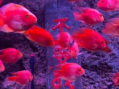 -北海海底世界
