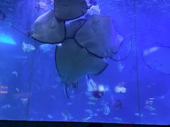 -蓬莱欧乐堡海洋极地世界