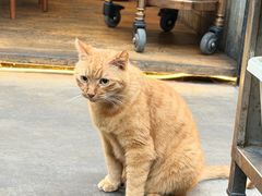 -肥仔文澳门猪骨煲(南京西路店)