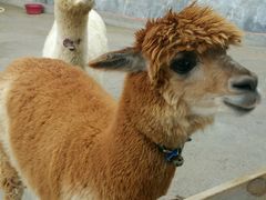 -泉州海丝野生动物世界