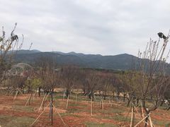 -天适樱花悠乐园