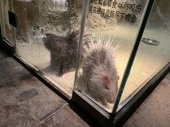 -zoonana室内动物园(东方福来德店)