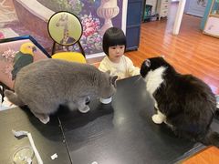 -猫小院猫主题咖啡厅(北锣店)