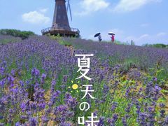 -大塘金香草谷