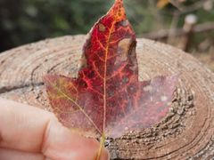 -广州市石门国家森林公园