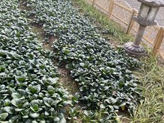 -重元寺香积厨素斋馆