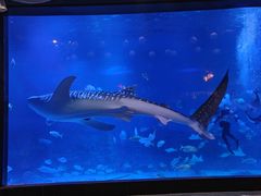 -烟台海昌鲸鲨海洋公园