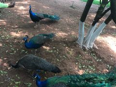 -昆明动物园