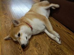 -柴务处·柴犬主题狗咖