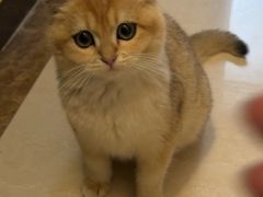 -宠物星动物医院·眼科·异宠·猫科(江南大道总院)