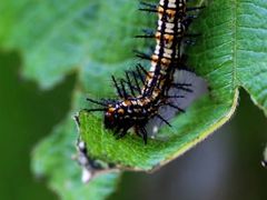 -西湖风景区-江洋畈生态公园