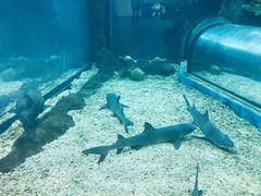 -福州罗源湾海洋世界旅游区