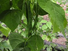 -万源龙顺度假庄园生态观光园